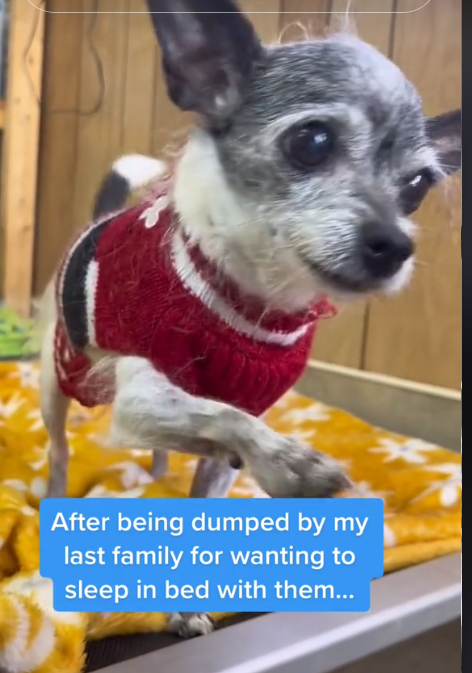 Senior Chihuahua dumped at shelter because she wanted to sleep in bed with owners hits the lottery with the best home ever