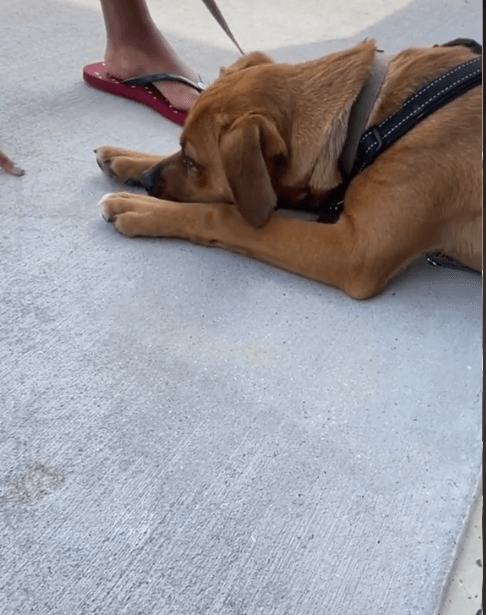 Twins adopt dog 1