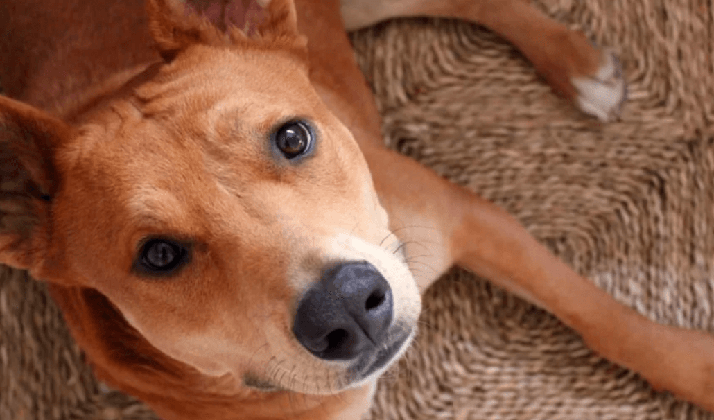 twins-adopt-dog-1030x606-1