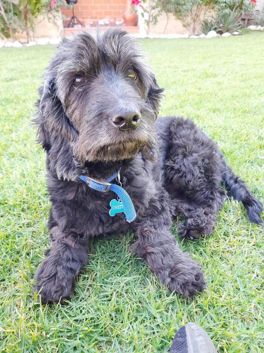 Man tweeted offering editing skills in exchange for help with puppy’s hip treatment