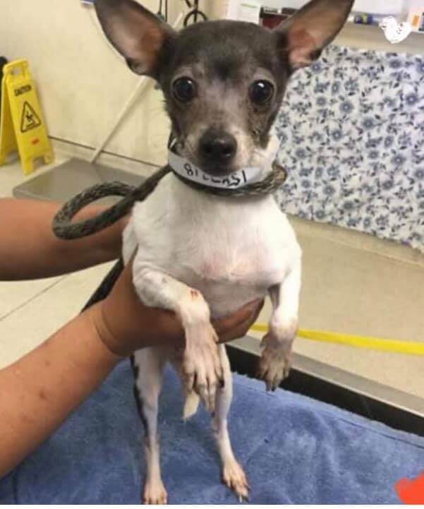 Chihuahuas arrived at shelter together and need our help