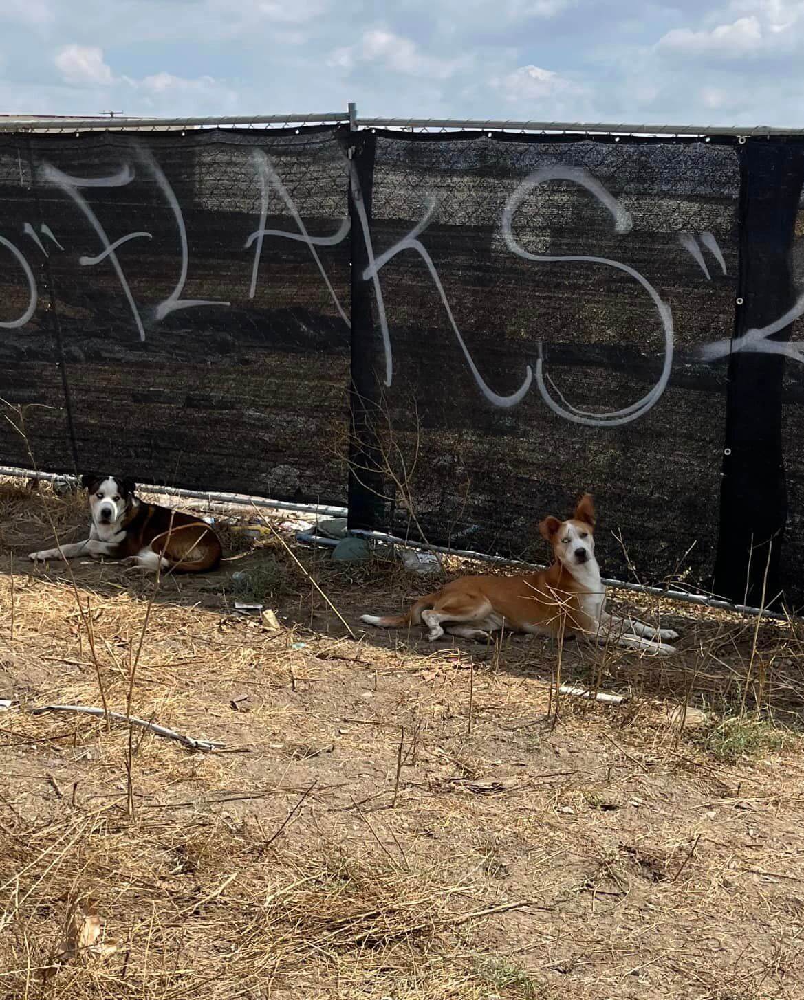 Two rescued dogs 2