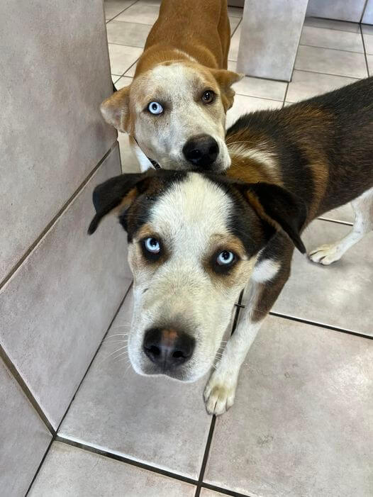 two-rescued-dogs