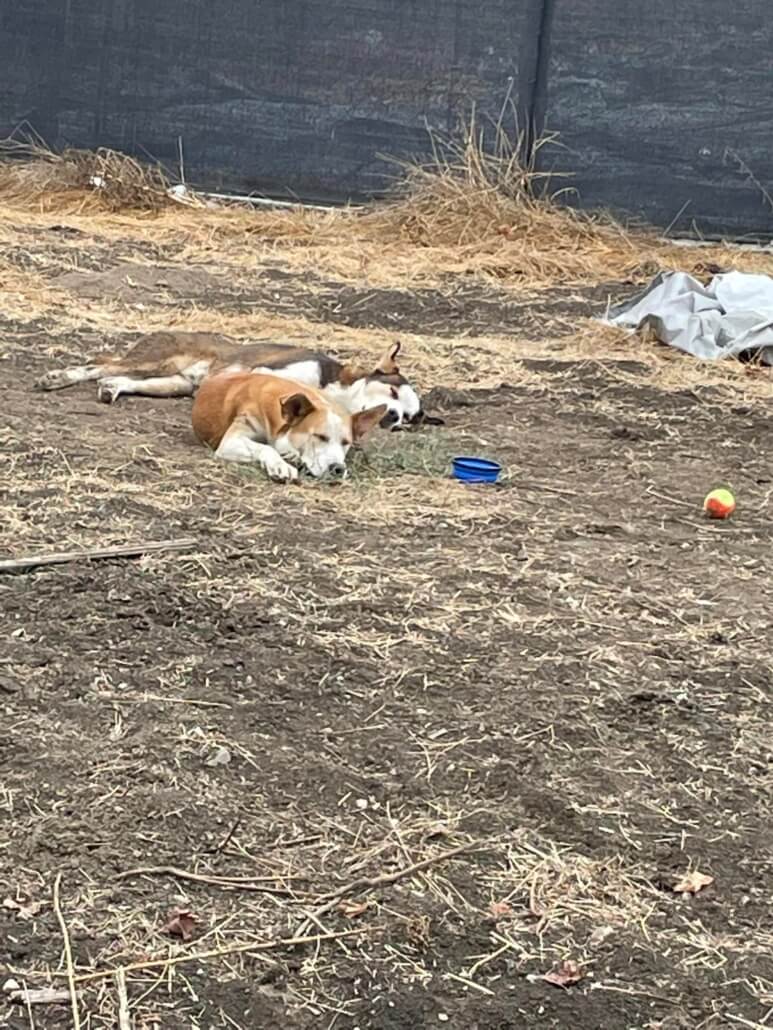 two-rescued-dogs1-773x1030-1