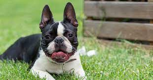 Denver man overjoyed after emotional reunion with missing support dog