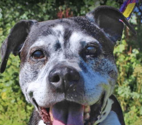 22-year-old dog Ty, oldest pup in rescue’s history has found a new home
