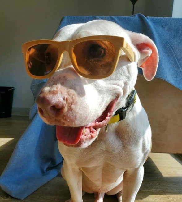 It’s Tyke’s time: 544 days at the shelter and he needs a family to adopt him