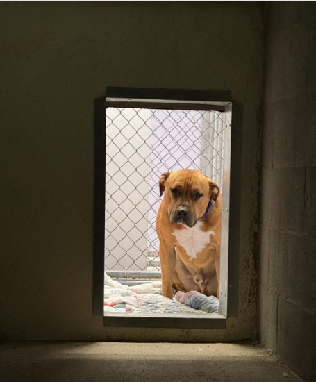 Four months later at shelter and sweetest dog’s spirit has lost all hope breaking our hearts