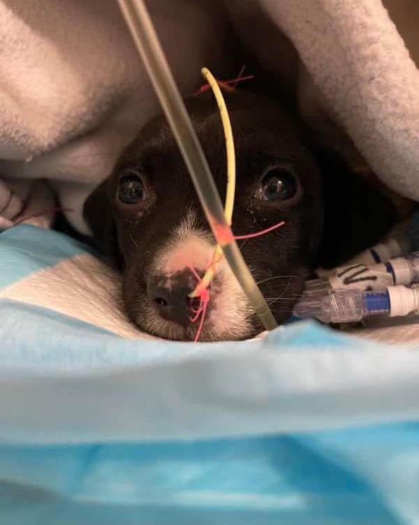 Tiny puppy fights to survive after found trying to nurse from his deceased mom