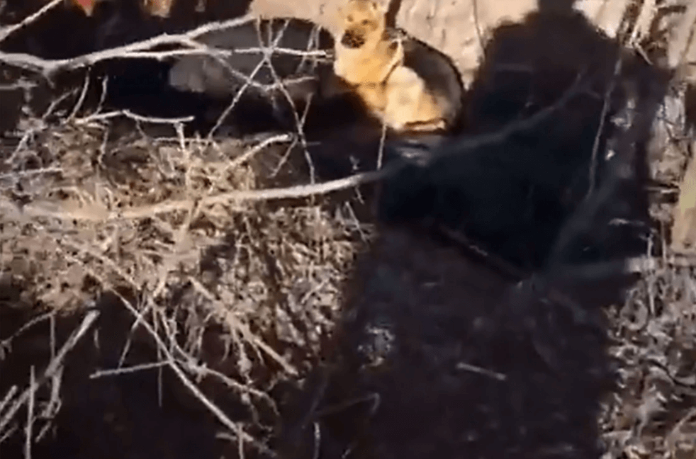 Heartbreaking video showing dog refusing to leave owner’s side after his death in Ukraine