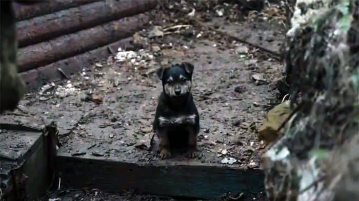 Ukrainian soldiers rescue stray puppy who has become their faithful watchdog