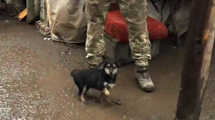 ukraine-puppy2