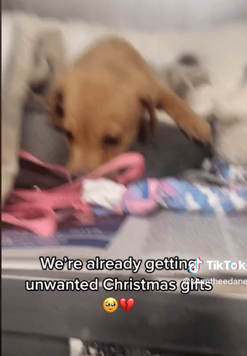Heartbreaking video of one month old puppy ‘unwanted Christmas gift’ sent to shelter