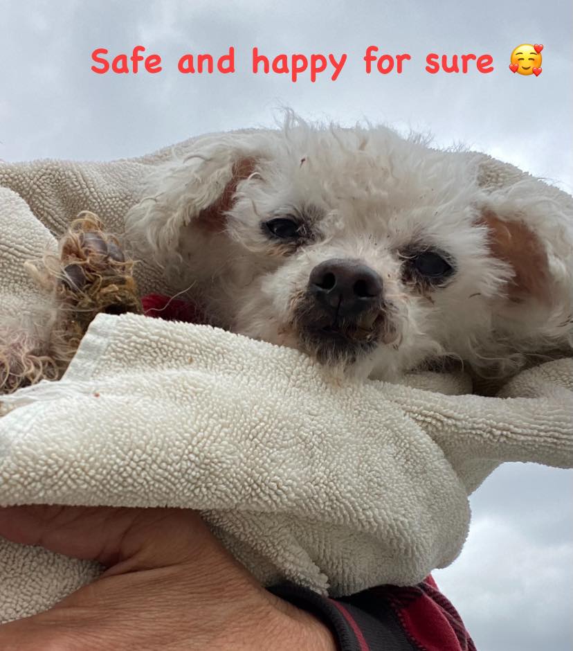 update-18-yr-poodle-1