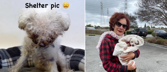 UPDATE: Hearts smiling as 18 year old senior rescued after owners turned the other way