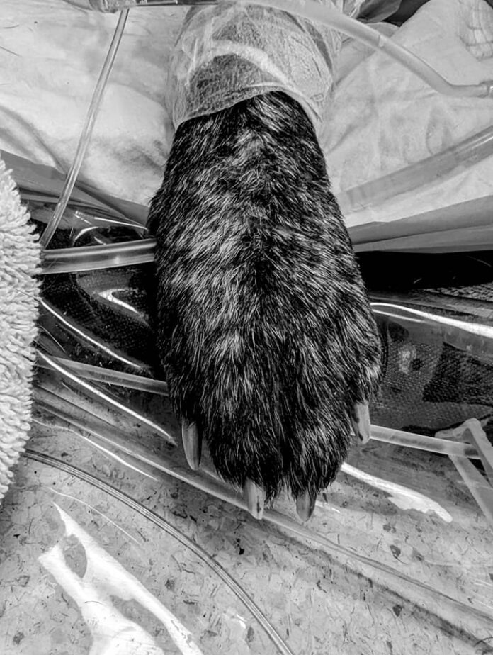 Update on Sadie