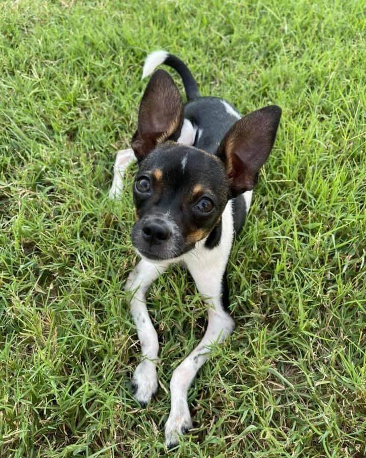 Dog born with upside down paws walking after Oklahoma State Vet College completes her surgery