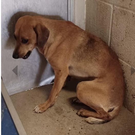 Past due and urgent shelter pup slated to be euth’ed