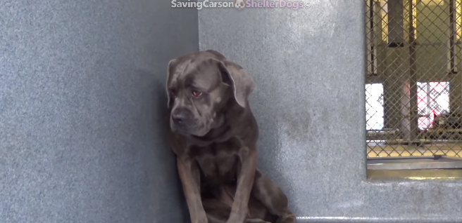 Shelter reaches out for urgent help for young mastiff declining in rescue environment