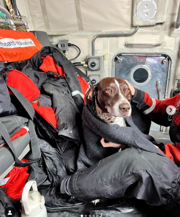Coast Guard rescue exhausted pup paddling in ocean against strong currents