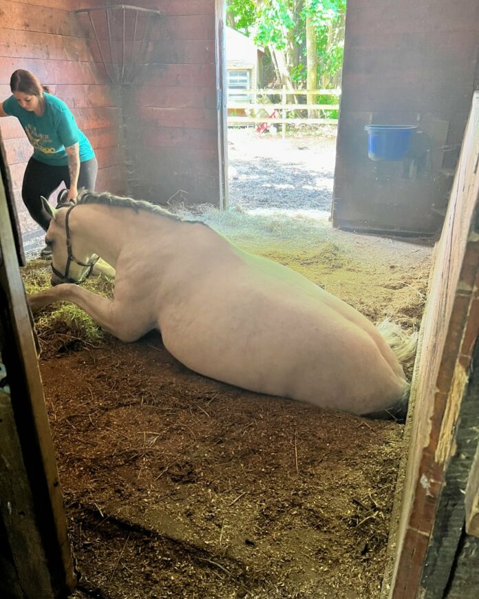 Lipizzaner gelding’s fall through floor of stall trapped between levels amazing rescue
