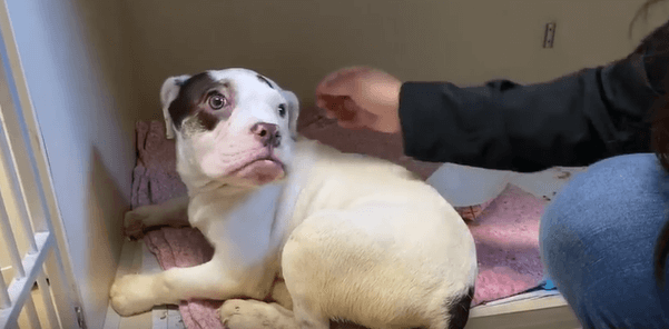 Shelter hopes delicate English bulldog paralyzed in back legs can be saved