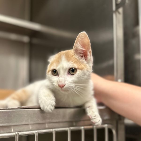 Brave kitty survived being trapped in car engine but lost an ear