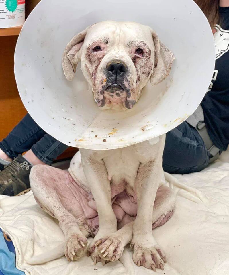 ‘Vanilla Cupcake’ has a story to tell when rescuers come to her aid and she begins to wag her tail in delight