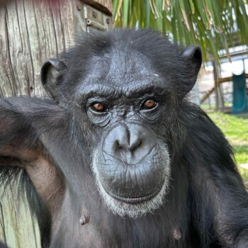 Vanilla the chimp survivor of experiment lab sees the blue sky for the first time in 29 years
