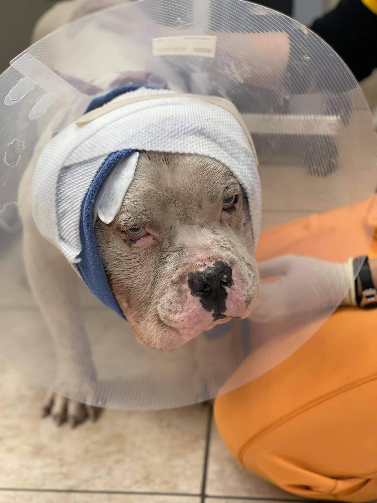 Las Vegas animal rescue group trying to save the life of a terribly injured ‘bait dog’