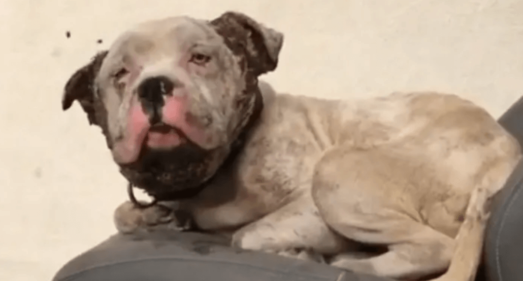 vegas-pet-rescue-project-1030x555-1