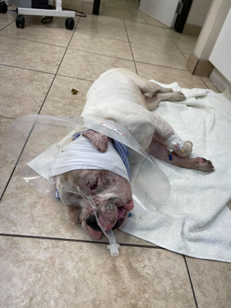 vegas-pet-rescue-project2-773x1030-1
