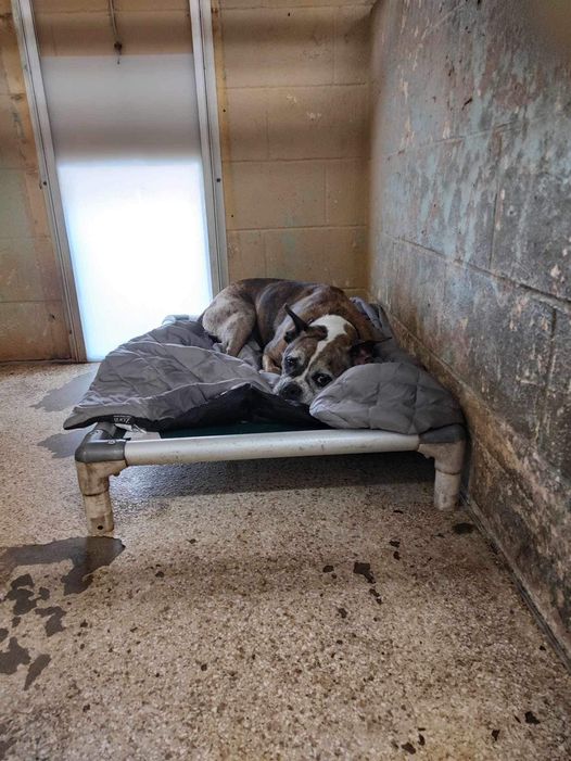 Beach day brightens spirits of lonely shelter dog still waiting after 400 days