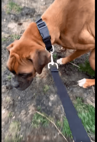 Puppy mill mom survivor used just for breeding and kept in a barn