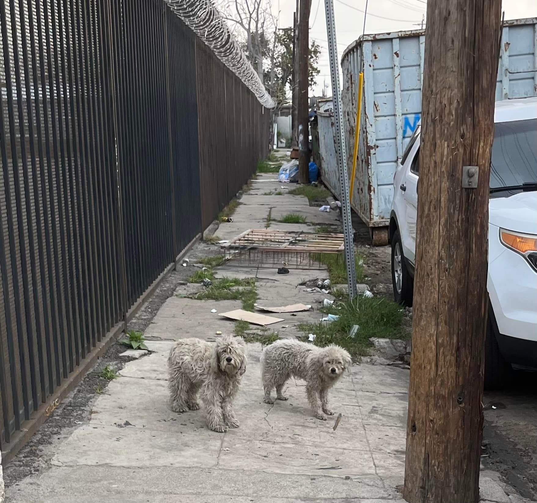 Dumped in an industrial area two scared pups loyally waited for their owners to return