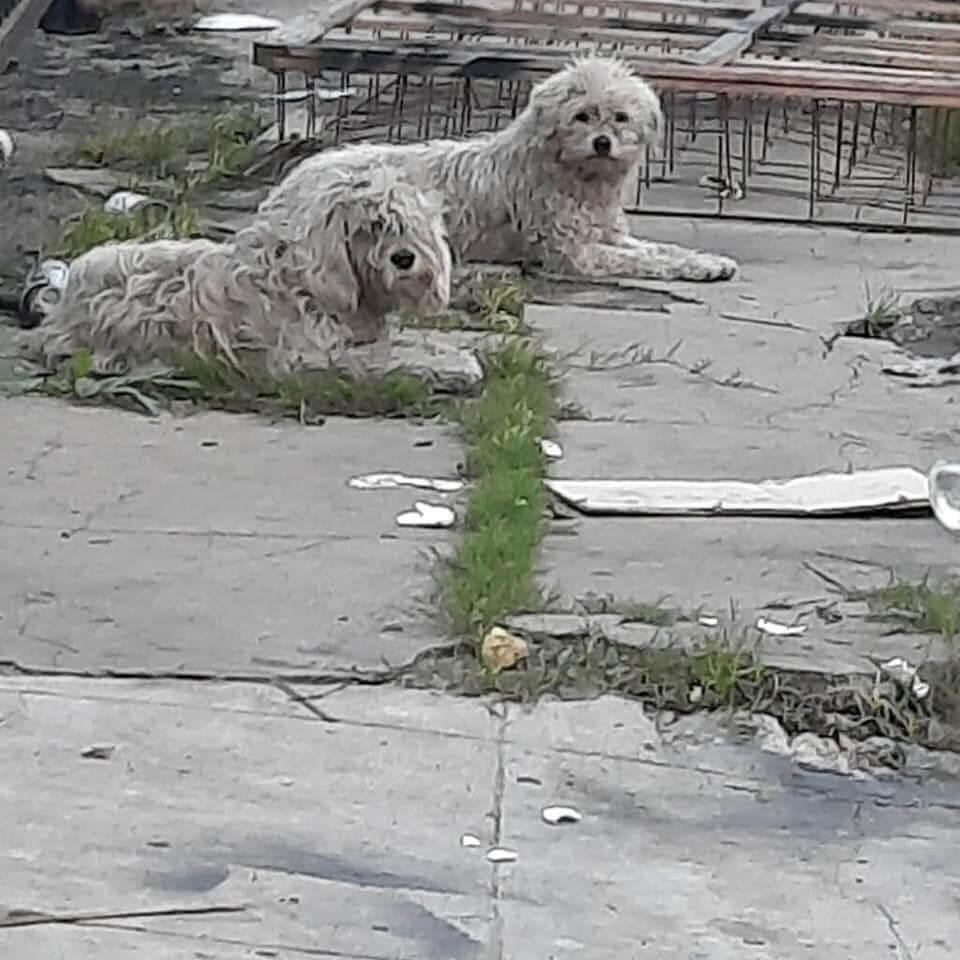 vernon-dogs1