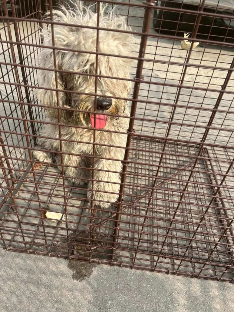 vernon-dogs2-773x1030-1
