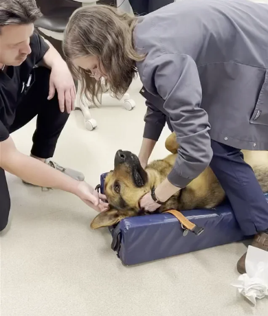 Hero veterinarian saves German shepherd from choking on toy caught on video