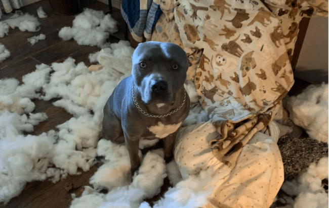 Rescue pooch with anxiety separation issues ripped up his owner’s couch and chewed a mess of stuff