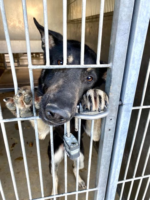 German shepherd puppy begging for someone to save her