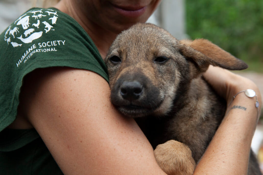 vietnam-dogs-1030x686-1