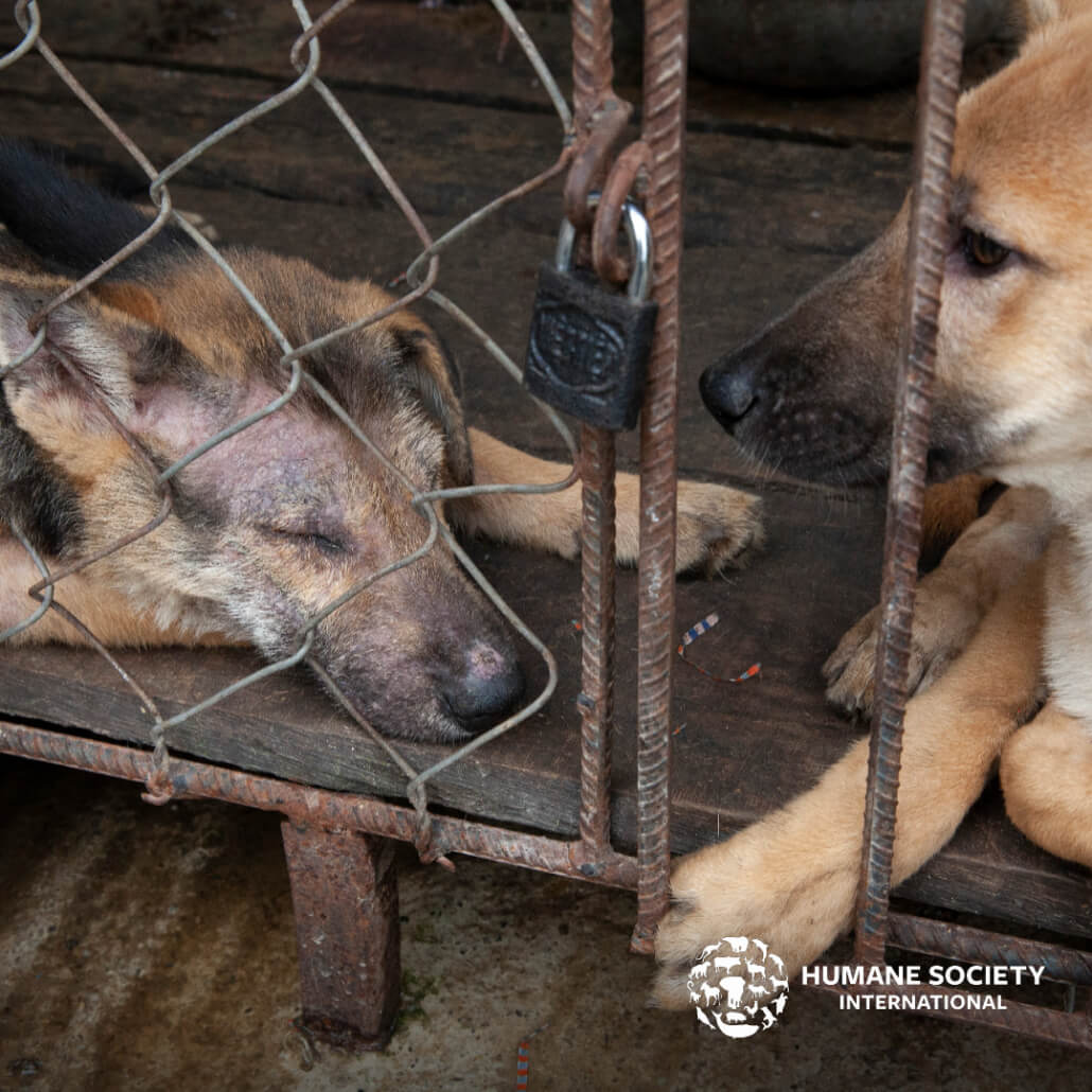 vietnam-dogs-4-1030x1030-1