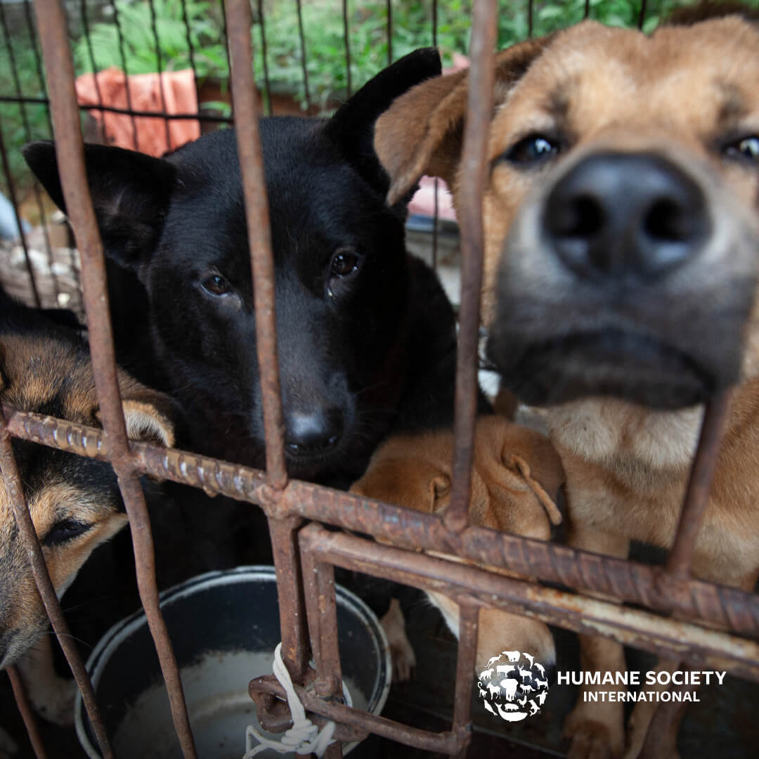 18 dogs rescued from Viet Nam slaughterhouse with some dogs being ‘fattened up’