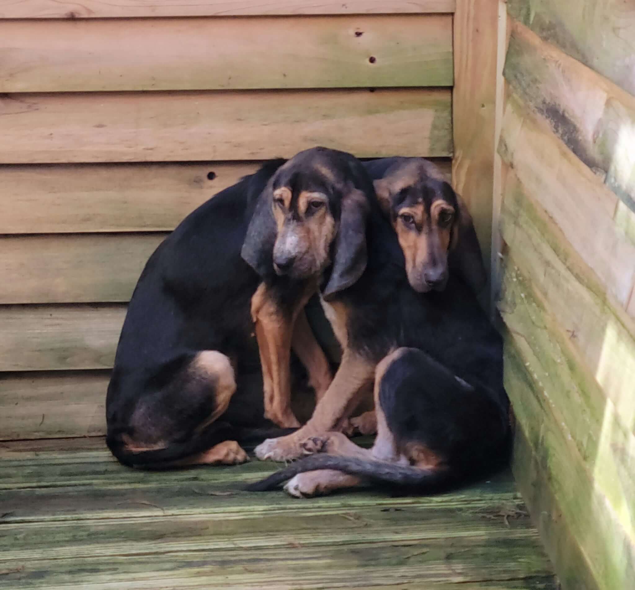 Vill hounds cover