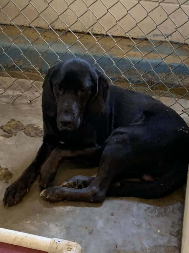 vill-hounds4