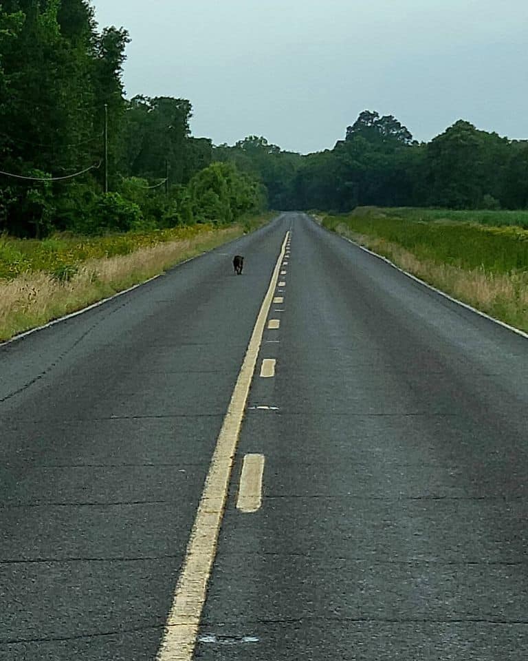 Rearview mirror image of what heartless owners see when they dump their dog on the road