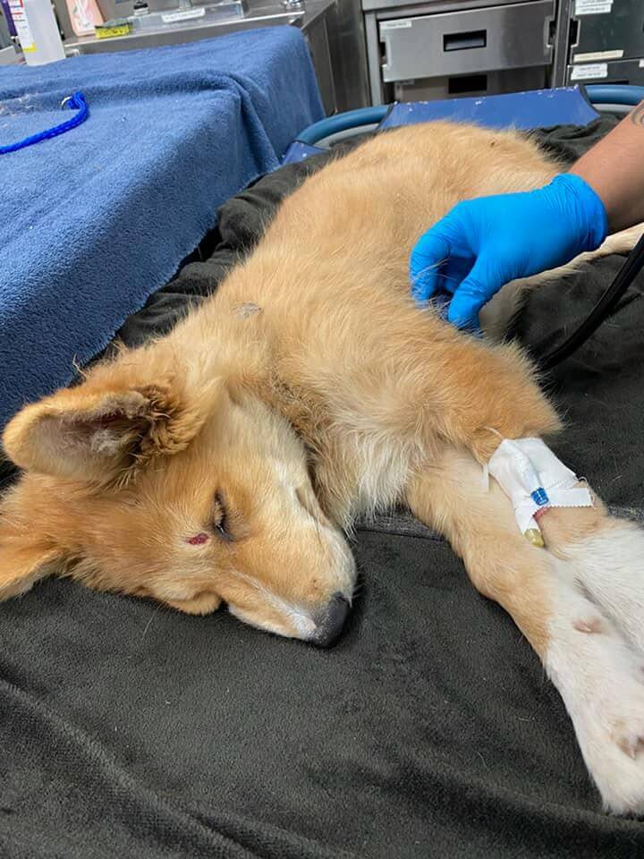 Stray puppy found lying on road found by street feeder