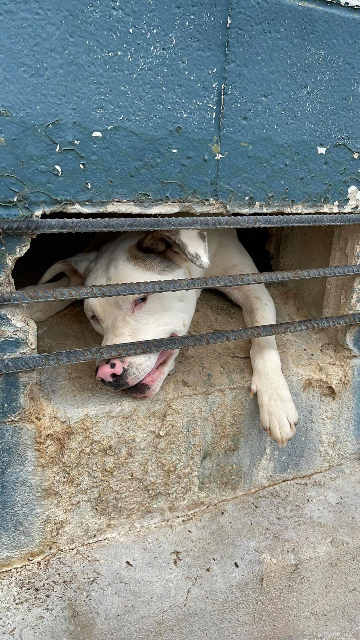 Young dog picked up as stray had heartbreaking meltdown when put in kennel at South Carolina shelter