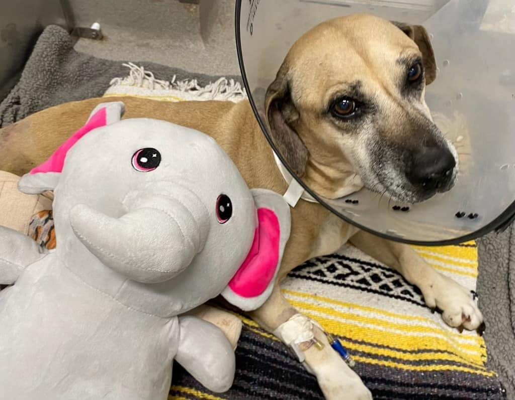 Dog shot 50 times with pellet gun shattering her legs expected to make full recovery