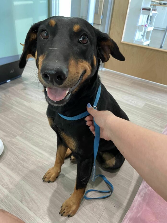 Two stray dogs captured heart of kindhearted mourner leaving flowers for her dad at cemetery